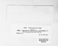 Agrocybe pediades image